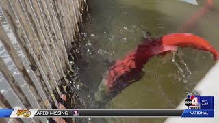 Wild in Utah Kokanee salmon ready to start spawning journey [upl. by Sugihara]