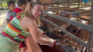 Amamentando os bezerrinhos 🐴😍  Hotel Fazenda Vale da Mantiqueira [upl. by Yesteb]