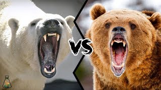 POLAR BEAR VS GRIZZLY BEAR  Who is stronger [upl. by Aicertal6]