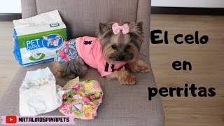 Como Manejar el Celo en perritas  Tips by Natalia Ospina [upl. by Luapnoj]