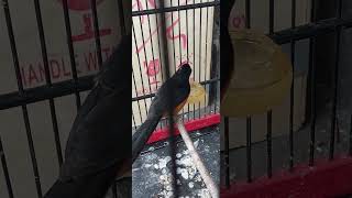 Burung Murai Batu sang Raja Kicau burung burungkicau shorts video [upl. by Skiba29]