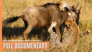 Cheetahs  Highspeed hunters of the Savannah  Free Documentary [upl. by Ingalls]