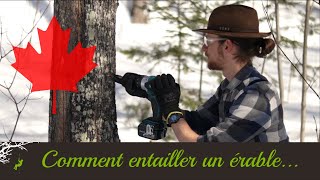 Comment Entailler un Érable  Enseigné par un arboriste [upl. by Akinehs]