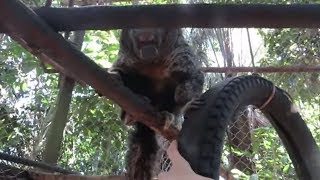 Rescued Saki Monkey wants to befriend caretaker [upl. by Toth]