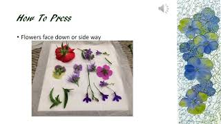 Introduction to Pressed Flower Art [upl. by Ecidna]