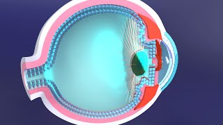 3D Accommodation Reflex Explained The Role of the Ciliary Muscle in Eye Focus Adjustment [upl. by Cynarra]