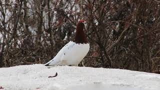 Willow Ptarmigan [upl. by Prem]