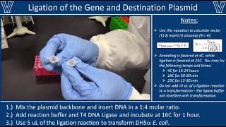 Ligation with T4 DNA Ligase [upl. by Dedric]