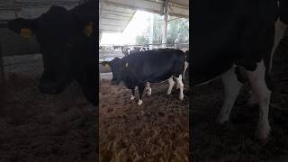 সৌদি আরব গরুর খামারে কালো পরী 🐃🐃 cow trending shorts viralvideo youtubeshorts video [upl. by Yrehcaz]