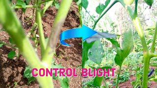 How to control blight in 2024 [upl. by Carmen]