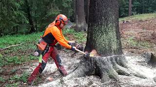 TOTAL DEPLOYMENT HUSQVARNA 560XP WOODCUTTER AND CHAIN ​​SAW [upl. by Vanden]