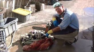 Prep Work Barite Fluorite and Sphalerite crystals Elmwood Mine Smith Co TN  Part 1 of 3 [upl. by Adihsaar]