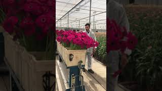 How to grow Gerbera under ultra modern greenhouse [upl. by Annaeel]