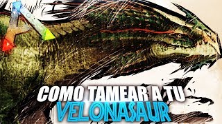 COMO TAMEAR A TU VELONASAUR  Guia Español  Ark Survival Evolved [upl. by Primaveras]