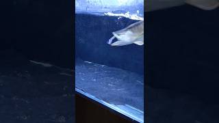 red tail golden arowana eating catfish [upl. by Lucio]