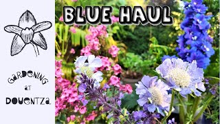 BLUE Flowers  Mid Summer Buying Spree  Garden Perennial Haul [upl. by Leahsim]