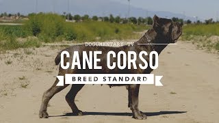 CANE CORSO BREED STANDARD [upl. by Adigun836]