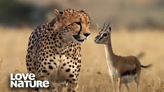 Cheetah Hunts Newborn Gazelle to Feed Cubs  Love Nature [upl. by Matthus456]