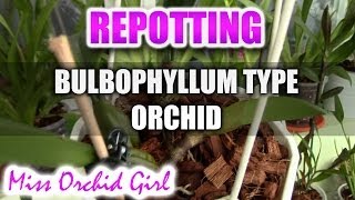 Repotting Bulbophyllum type orchid  Cirrhopetalum Elizabeth Ann Buckleberry [upl. by Eldwon]