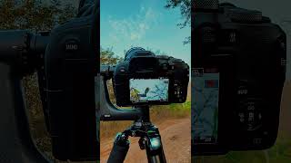 Wildlife Photography With Canon [upl. by Eadas908]