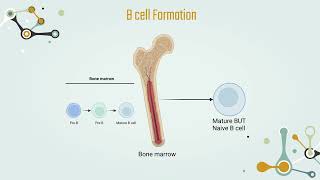 Adaptive vs Innate immunity amp B and T Lymphocytes  Chapter 5 T cell activation Part 2 [upl. by Gustie]