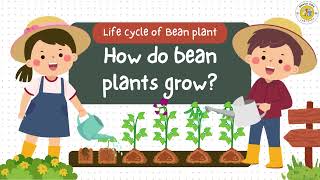 Life Cycle of a Bean Plant [upl. by Niwrehs]