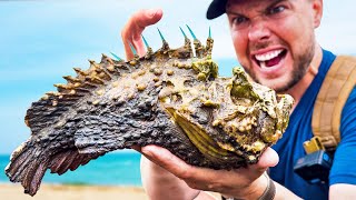 STUNG by a Stonefish Most Painful Sting on Earth [upl. by Sandon]