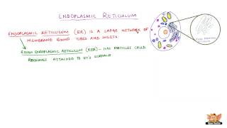 Endoplasmic Reticulum [upl. by Birchard]