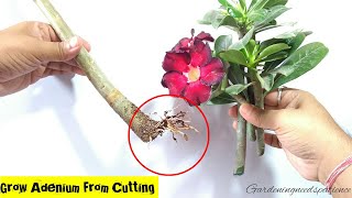 How To Grow Adenium From Cuttings  Desert Rose From Cuttings  Adenium Propagation [upl. by Aceissej409]