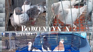 TARG BODZENTYN 10032024 CZĘŚĆ 2 gołębie indyki koguty🐦🦃🐓   jeden z najstarszych targów [upl. by Ion690]