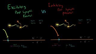 Excitatory vs Inhibitory Neurotransmitters and Post Synaptic Potentials Triggering Action Potentials [upl. by Anuala]