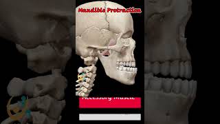 Movements of Mandible Anatomy 3D Animation shorts medical anatomy trending [upl. by Lihas454]