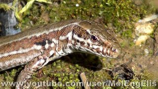 Lézard des murailles  Wall lizard  Podarcis muralis [upl. by Amol]