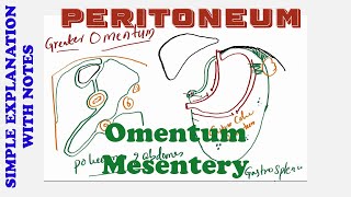 PERITONEUM OMENTUM MESENTERY [upl. by Eanyl793]