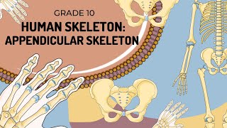 Human Skeleton  APPENDICULAR SKELETON [upl. by Anaillil]