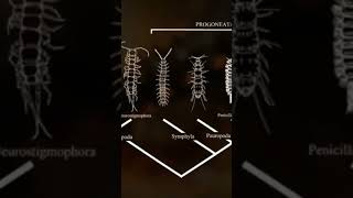 Les arthropodes sortent de leau documentaire dinosaurs [upl. by Ymmak]