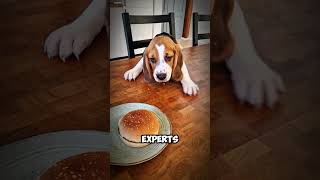 Beagle Puppies Social Curious and Full of Charm BeaglePuppies CuteAndCurious SocialDogs [upl. by Aiekam310]