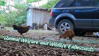 Agouti vs Chickens [upl. by Ardekal]