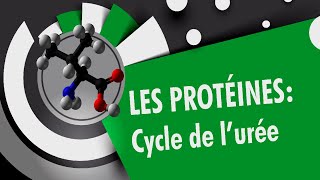 Cycle de lurée  Les protéines 44 [upl. by Combs]