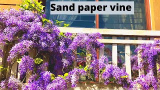 How to grow sand paper vinePetrea volubilis vine Urdu Hindi [upl. by Anaujal817]