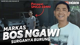 Owner SINGO EDAN Spil isi MARKAS ‼️ BLUSUKAN ke NGAWI SF eps01 [upl. by Eric]