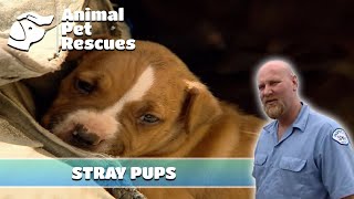 Dog Rescue to Save Emaciated Dog and Her Pups  Full Episode  Animal Pet Rescues [upl. by Ynoble]