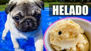 HELADO PARA PERROS casero Yogur amp Plátano ★ PetDarling Golosinas 6 [upl. by Nerradal]