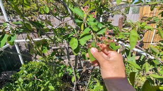 Growing Canadian Serviceberry Amelanchier Canadensis update on plum trees and other fruit trees [upl. by Antin]