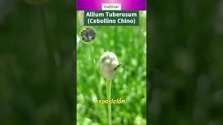 Cultivar Allium Tuberosum Cebollino Chino [upl. by Owades]