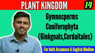 Coniferophyta Ginkgoals amp Corditails Plant Kingdom class 11 biology‎Reaction ConceptDhanjit Deka [upl. by Tega218]