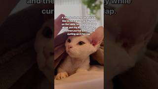 Pretty accurate description if you ask me What else did I miss catmom catmemes catmeme catvid [upl. by Ardeed]