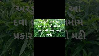 Ardusi Na Faydaઅરડુસી ના ચમત્કારિક ફાયદા [upl. by Aleuqahs]