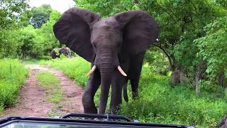 Africa 360 Travel  Safari Highlights [upl. by Eidahs]