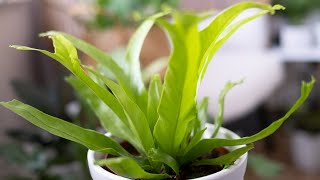 Birds Nest Fern Asplenium Nidus Care amp Growing Guide  Plant Mom Care [upl. by Ramed]